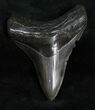 Sharp Megalodon Tooth - Dark Enamel #11999-1